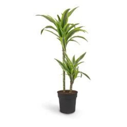 Dracaena Fragrans Lemon Lime - Multi Stem -Garden Potted Plant Shop Dracaena fragrans Lemon Lime Multi Stem 19 x 100cm 2 stems