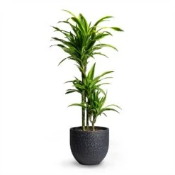 Dracaena Fragrans Lemon Lime - Multi Stem -Garden Potted Plant Shop Dracaena fragrans Lemon Lime Multi Stem 21x100cm 3 stems Rinca Plant Pot Shiny Black 29x26cm