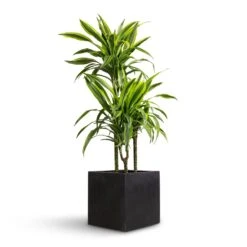 Grigio Cube Planter - Anthracite Concrete 13 Grigio Cube Planter - Anthracite Concrete -Garden Potted Plant Shop Dracaena fragrans Lemon Lime Multi Stem 21x100cm 3 stems Grigio Cube Planter Anthracite Concrete 30x30x30cm