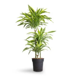 Dracaena Fragrans Lemon Lime - Multi Stem -Garden Potted Plant Shop Dracaena fragrans Lemon Lime Multi Stem 21x120cm 3stems