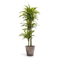 Dracaena Fragrans Lemon Lime - Multi Stem -Garden Potted Plant Shop Dracaena fragrans Lemon Lime Multi Stem 24 x 140cm Claire Artstone Plant Pot Grey 32x29cm