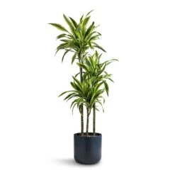 Dracaena Fragrans Lemon Lime - Multi Stem -Garden Potted Plant Shop Dracaena fragrans Lemon Lime Multi Stem 24x140cm 3 stems Lisbon Plant Pot Navy 26x26cm