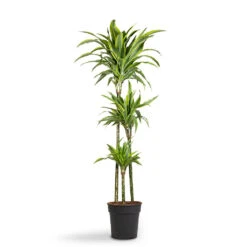 Dracaena Fragrans Lemon Lime - Multi Stem -Garden Potted Plant Shop Dracaena fragrans Lemon Lime Multi Stem 24x140cm 3stems 1