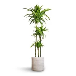 Angle Cylinder Plant Pot - White -Garden Potted Plant Shop Dracaena fragrans Lemon Lime Multi Stem 24x140cm 3stems Angle Cylinder Plant Pot White 30x30cm