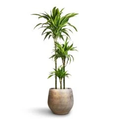 Dracaena Fragrans Lemon Lime - Multi Stem -Garden Potted Plant Shop Dracaena fragrans Lemon Lime Multi Stem 24x140cm 3stems Noor Plant Pot Metallic Grey 36x33cm 2