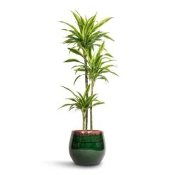 Dracaena Fragrans Lemon Lime - Multi Stem -Garden Potted Plant Shop Dracaena fragrans Lemon Lime Multi Stem 24x145cm 3 stems Charlotte Plant Pot Green 33x30cm