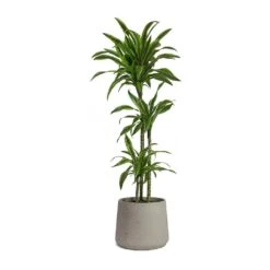 Patt Plant Pot - Grey Washed 38 Patt Plant Pot - Grey Washed -Garden Potted Plant Shop Dracaena fragrans Lemon Lime Multi Stem Patt Plant Pot Grey Washed 5fb8f3d1 7454 44c1 b445 7bb9138f2993
