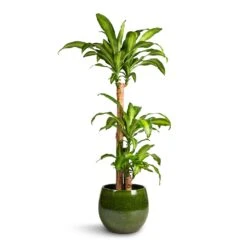 Aimee Plant Pot - Pear -Garden Potted Plant Shop Dracaena fragrans Massangeana Multi Stem 24x135cm 3 stems Aimee Plant Pot Pear 33x28cm 9d51daf9 fa5a 4318 8b6a 126301d74672