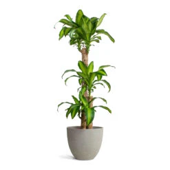 Mini Jesslyn Plant Pot - Grey Washed -Garden Potted Plant Shop Dracaena fragrans Massangeana Multi Stem Mini Jesslyn Plant Pot Grey Washed