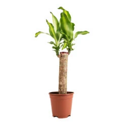 Dracaena Fragrans Massangeana - Single Stem -Garden Potted Plant Shop Dracaena fragrans Massangeana Single Stem 14x65cm