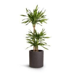Dracaena Fragrans Riki - Multi Stem 11 Dracaena Fragrans Riki - Multi Stem -Garden Potted Plant Shop Dracaena fragrans Riki Multi Stem 21x100cm 3stems Max Refined Planter Volcano Black 29x29.5cm a52b05ae d393 4543 83a5 e58e58009954