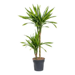 Dracaena Fragrans Riki - Multi Stem 16 Dracaena Fragrans Riki - Multi Stem -Garden Potted Plant Shop Dracaena fragrans Riki Multi Stem