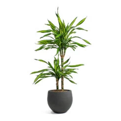 Dracaena Fragrans Riki - Multi Stem 13 Dracaena Fragrans Riki - Multi Stem -Garden Potted Plant Shop Dracaena fragrans Riki Multi Stem Mini Orb Kevan Plant Pot Black Washed