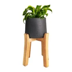 Patt Plant Pot - Tall Stand - Black Washed 15 Patt Plant Pot - Tall Stand - Black Washed -Garden Potted Plant Shop Dracaena fragrans Tornado Head 12x25cm Patt Plant Pot Tall Stand Black Washed 23x34cmcopy 99b01b54 1c04 4197 876a 62e4fc0fa06a