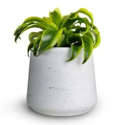 Patt Plant Pot - White Washed 21 Patt Plant Pot - White Washed -Garden Potted Plant Shop Dracaena fragrans Tornado Head 12x25cm Patt Plant Pot White Washed 16x14cmcopy