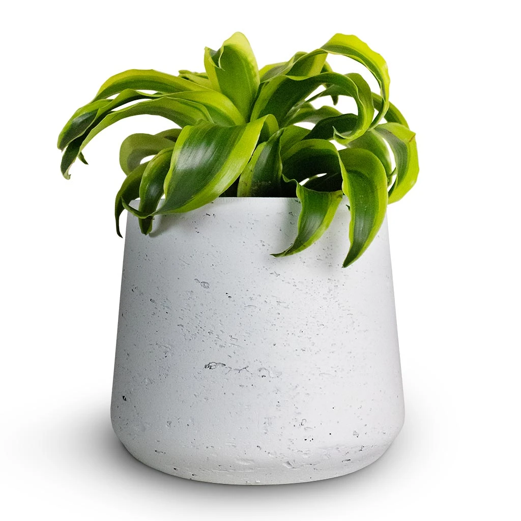 Patt Plant Pot - White Washed 9 Patt Plant Pot - White Washed - Image 9