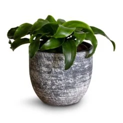 Dracaena Fragrans Twister - Head -Garden Potted Plant Shop Dracaena fragrans Twister Head 12x25cm Cas Plant Pot Anthracite 15x13cm