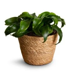 Dracaena Fragrans Twister - Head -Garden Potted Plant Shop Dracaena fragrans Twister Head 12x25cm Igmar Plant Basket Natural 15x12cm