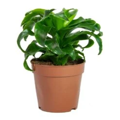 Dracaena Fragrans Twister - Head -Garden Potted Plant Shop Dracaena fragrans Twister Head