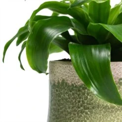 Dracaena Fragrans Twister - Head -Garden Potted Plant Shop Dracaena fragrans Twister Head Jorrit Plant Pot Satin Green Close Up 1aee5229 9505 447b ac78 6198f2e3e971