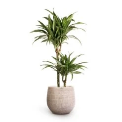 Ryan Plant Pot - White Black -Garden Potted Plant Shop Dracaena fragrans Ulises Multi Stem 19x100cm 2stems Ryan Plant Pot White Black 26x26cm