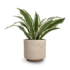 Novi Plant Pot - Grey Washed -Garden Potted Plant Shop Dracaena fragrans White Jewel Head 12x25cm Novi Plant Pot Grey Washed 15x13.5cm 30716801 5704 459c bb70 5b0ac1175870