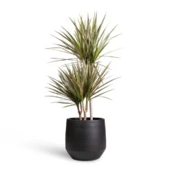 Norell Plant Pot - Black 27 Norell Plant Pot - Black -Garden Potted Plant Shop Dracaena marginata Bicolour Multi Stem 21x100cm 3 stems Norell Plant Pot Black 29x28cm