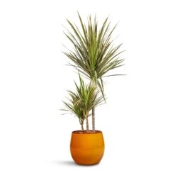 Charlotte Plant Pot - Spiced Ochre -Garden Potted Plant Shop Dracaena marginata Bicolour Multi Stem 21x110cm 3 stems Charlotte Plant Pot Spiced Ochre 23x20cm