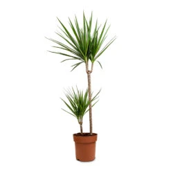 Dracaena Marginata Red Edged - Multi Stem -Garden Potted Plant Shop Dracaena marginata Red Edged Branched 21x120cm 2 Stems