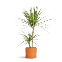 Hadleigh Plant Pot - Amber -Garden Potted Plant Shop Dracaena marginata Red Edged Multi Stem 17x75cm Hadleigh Plant Pot Amber 20x17.5cm