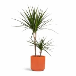 Dracaena Marginata Red Edged - Multi Stem -Garden Potted Plant Shop Dracaena marginata Red Edged Multi Stem 17x75cm 2 stems Lisbon Plant Pot Coral 21x21cm 91e20c74 f934 4073 91a9 75cbbee6611f