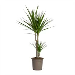 Dracaena Marginata Red Edged - Multi Stem -Garden Potted Plant Shop Dracaena marginata Red Edged Multi Stem 17x85cm 2 stems