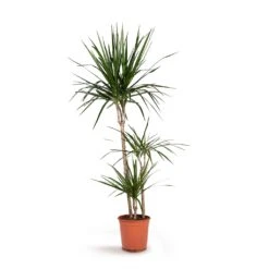 Dracaena Marginata Red Edged - Multi Stem -Garden Potted Plant Shop Dracaena marginata Red Edged Multi Stem 21x110cm 3stems