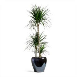 Dracaena Marginata Red Edged - Multi Stem -Garden Potted Plant Shop Dracaena marginata Red Edged Multi Stem 24x110cm 3 stems Amora Plant Pot Anthracite Mirror 32x32cm eeee0176 a201 4681 936b a6b1d10176e7