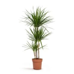 Dracaena Marginata Red Edged - Multi Stem -Garden Potted Plant Shop Dracaena marginata Red Edged Multi Stem 24x140cm 3stems