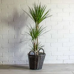 Nanna Wikr Plant Basket - Dark Brown -Garden Potted Plant Shop Dracaena marginata Red Edged Multi Stem Nanna Wikr Plant Basket Dark Brown 3aa8f02a 5ef6 4801 a711 d18e03b50c39
