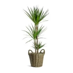 Dracaena Marginata Red Edged - Multi Stem -Garden Potted Plant Shop Dracaena marginata Red Edged Multi Stem Nanna Wikr Plant Basket Natural