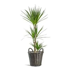 Nanna Wikr Plant Basket - Dark Brown -Garden Potted Plant Shop Dracaena marginata Red Edged Multi Stem Nanna Wikr Plant Basket dark brown 7c3fb506 98b9 4223 bd66 6ace92311093