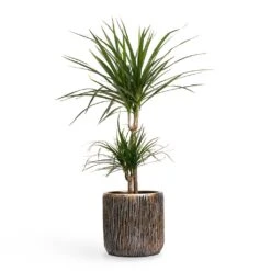 Dracaena Marginata Red Edged - Multi Stem -Garden Potted Plant Shop Dracaena marginata Red Edged MultiStem 17x85cm Plant Pot Luxe Lite Waterfall Cylinder Planter Bronze 23x22cm
