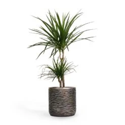 Dracaena Marginata Red Edged - Multi Stem -Garden Potted Plant Shop Dracaena marginata Red Edged MultiStem 17x85cm Plant Pot Luxe Lite Wrinkle Cylinder Planter Bronze 23x22cm