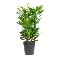 Dracaena Reflexa Song Of Jamaica -Garden Potted Plant Shop Dracaena reflexa Song of Jamaica 19x80cm