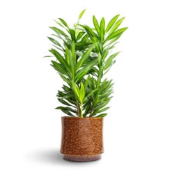 Nolan Plant Pot - Caramel -Garden Potted Plant Shop Dracaena reflexa Song of Jamaica 19x80cm Nolan Plant Pot Caramel 23x21cm 2d17ca0c 7b37 4ef4 a73b a5448ec6baa3