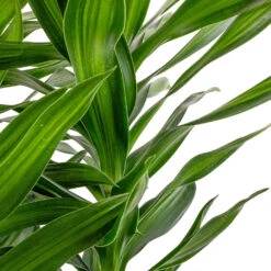 Dracaena Reflexa Song Of Jamaica -Garden Potted Plant Shop Dracaena reflexa Song of Jamaica SWATCH 2