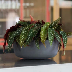 Eav Refined Plant Bowl - Volcano Black -Garden Potted Plant Shop Eav Plant Bowl Volcano Black Lifestyle 002