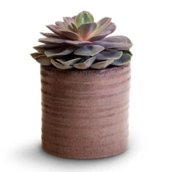 Hera Plant Pot - Purple -Garden Potted Plant Shop Echeveria Perle Von Nurnberg 10.5x14cm Hera Plant Pot Purple 13x14cm