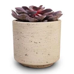 Novi Plant Pot - Grey Washed -Garden Potted Plant Shop Echeveria Purple Pearl 12x15cm 12x25cm Novi Plant Pot Grey Washed 15x13.5cm c8f4919e 53a6 4425 a2d3 8276c7cc57ad