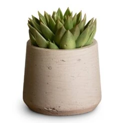 Patt Plant Pot - Grey Washed 25 Patt Plant Pot - Grey Washed -Garden Potted Plant Shop Echeveria agavoides Miranda 12x15cm Patt Plant Pot Grey Washed 17x14cm aed608b0 81da 4b55 818c ae9e54a02e02