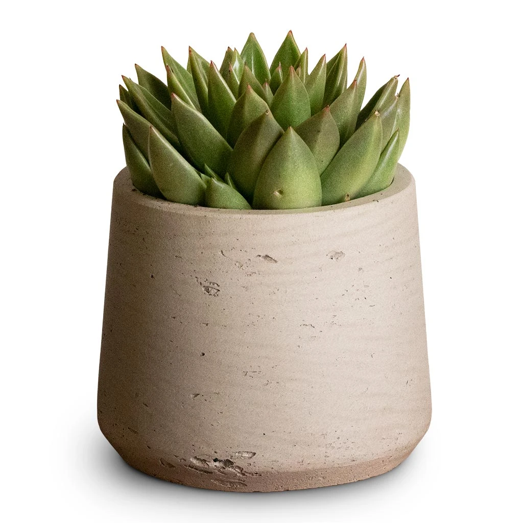 Patt Plant Pot - Grey Washed 6 Patt Plant Pot - Grey Washed - Image 6