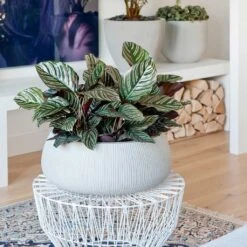 Eileen Plant Bowl - Ridged Cement -Garden Potted Plant Shop Eileen Plant Bowl Ridged Cement Calathea Sanderiana
