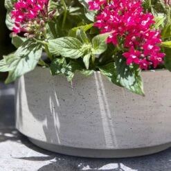 Eli Plant Bowl - Grey Washed -Garden Potted Plant Shop Eli Plant Bowl Grey Washed Houseplants